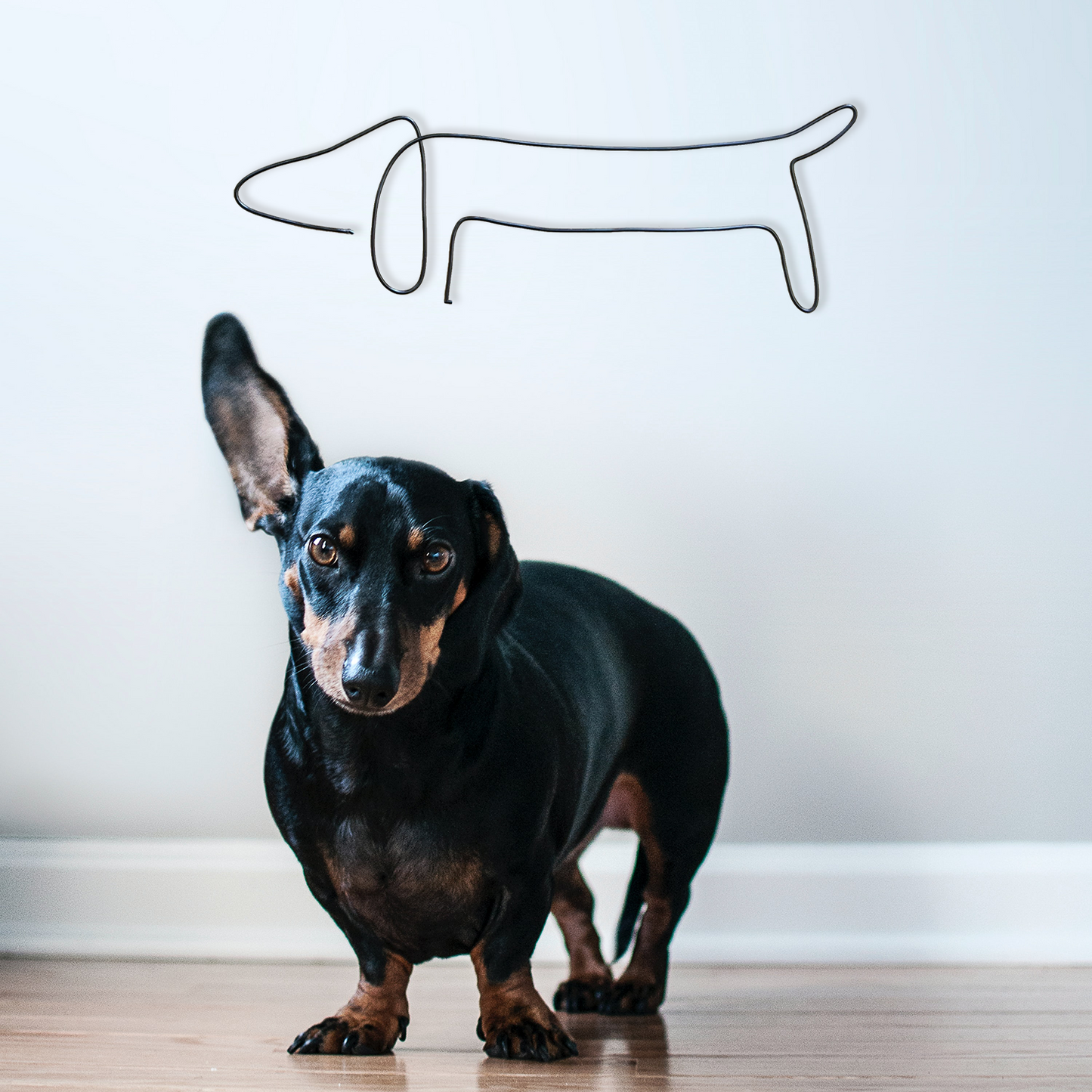 Sausage Dog