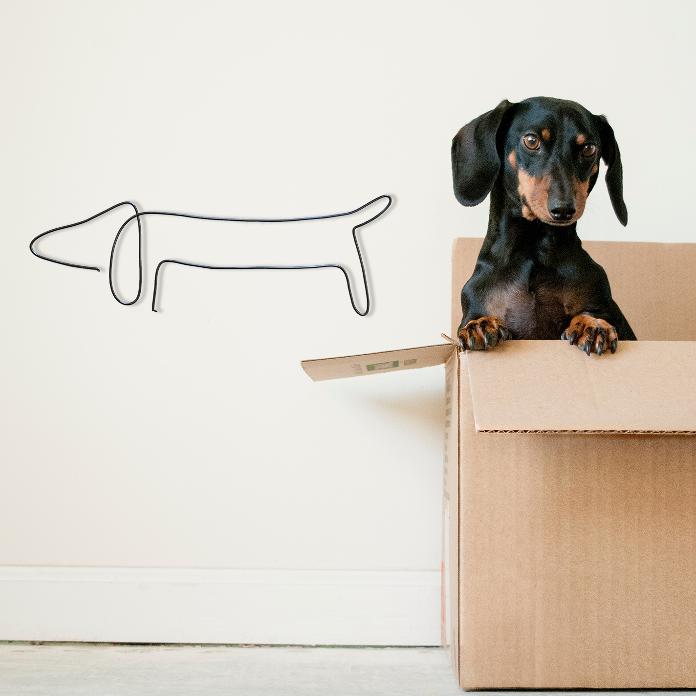 Sausage Dog